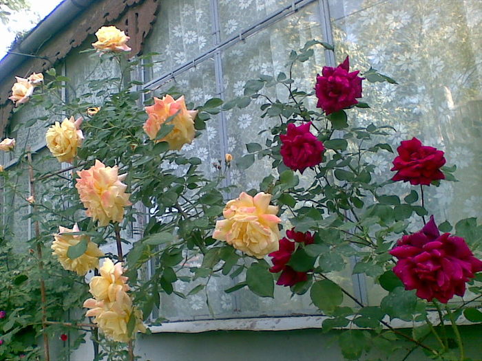 rose-2009 - flori 2009