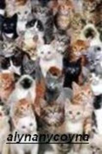 15462233_FXFPXAOYR - pisici sau catei