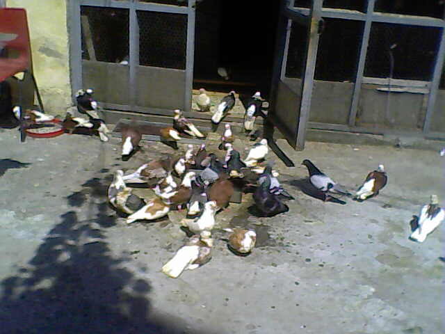 Picture 001