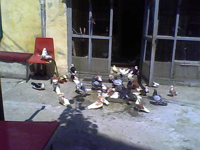 Picture 004