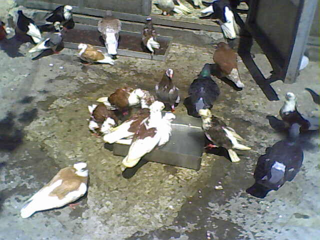 Picture 005
