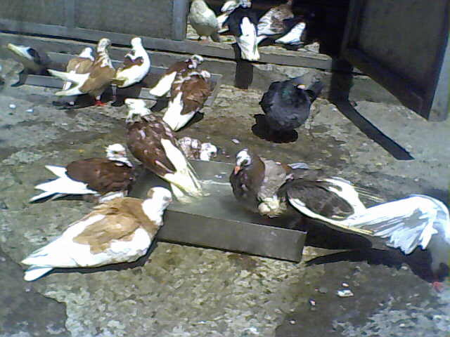 Picture 006