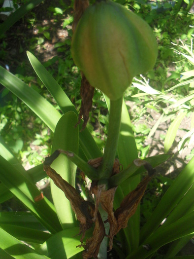 august 2010 - AMARYLLIS