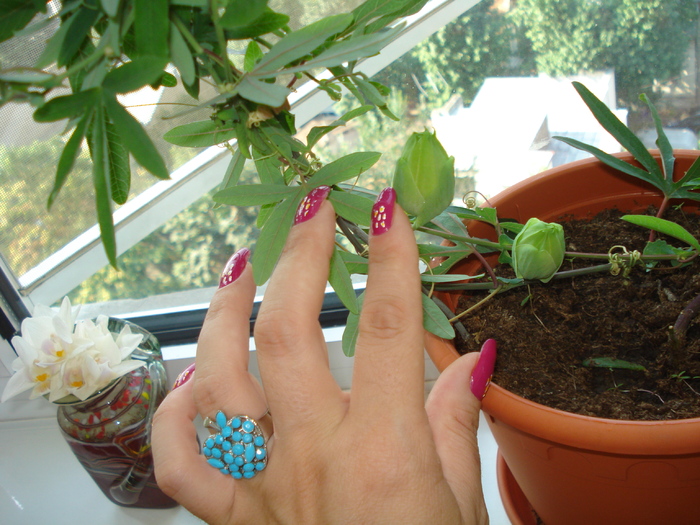 BOBOCI DE PASSIFLORA - FLORILE MELE