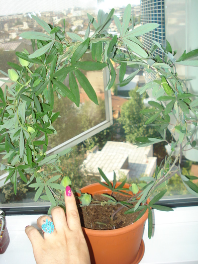 SASE BOBOCI!!! - FLORILE MELE