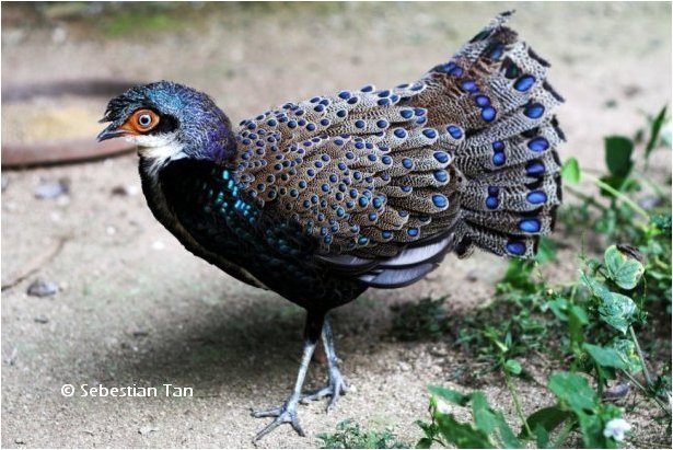 Bornean Peacock-pheasant - Rase de fazani-NU DETIN