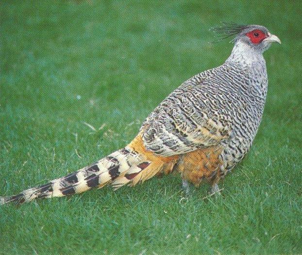 Cheer pheasant