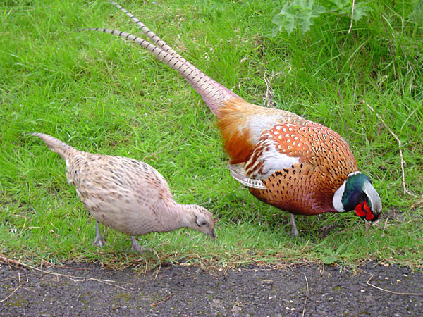 Chinese ring-necked pheasants