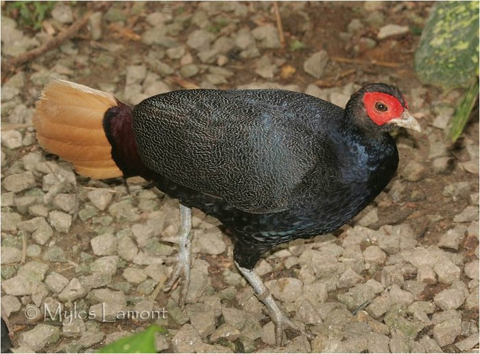 Crestless Fireback pheasant