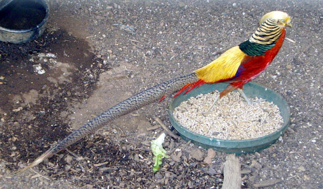 Golden pheasant - Rase de fazani-NU DETIN