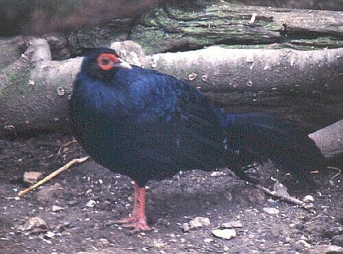 Imperial pheasant