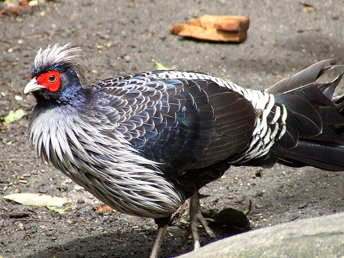 kalij pheasant