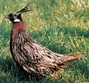 koklass pheasant - Rase de fazani-NU DETIN