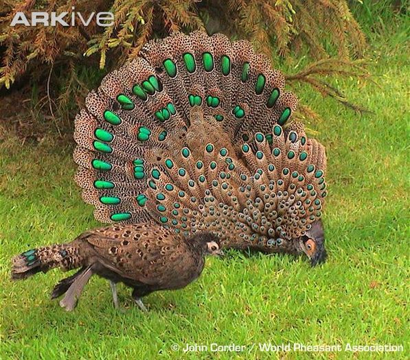 Malayan Peacock-pheasants - Rase de fazani-NU DETIN