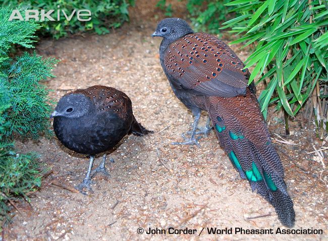 Mountain Peacock pheasant