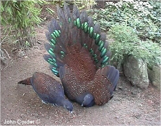 Mountain Peacock-pheasants - Rase de fazani-NU DETIN