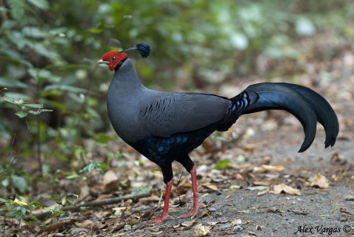 Siamese Fireback pheasant