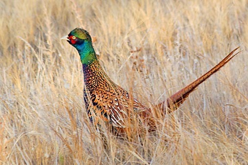 White-winged pheasant - Rase de fazani-NU DETIN