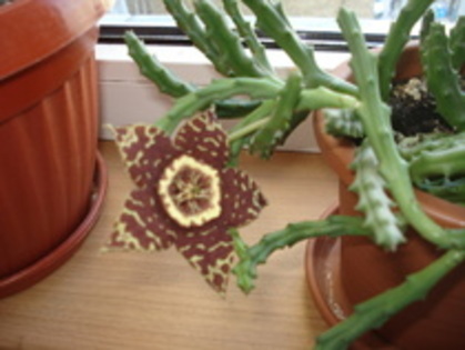 STAPELIA VARIEGATA1 - stapelia variegata