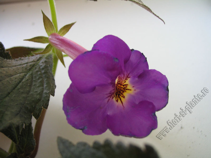 Achimenes New Fantasy 4 - ACHIMENES I