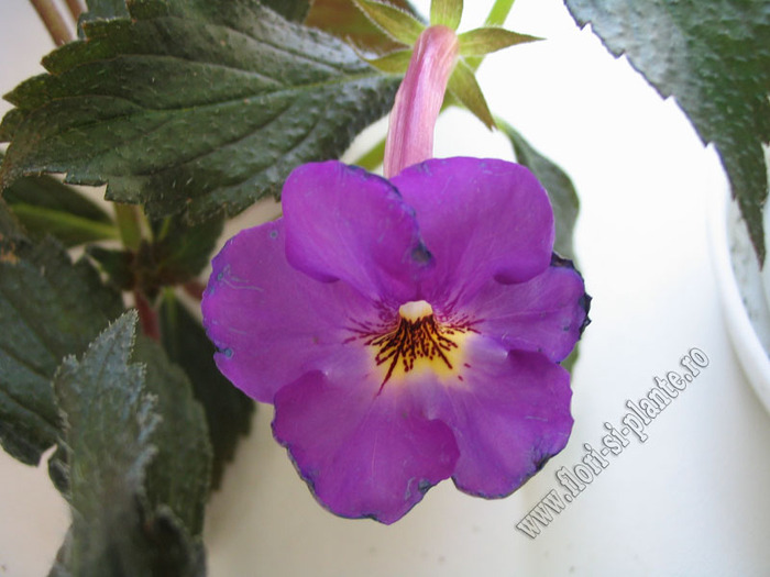 Achimenes New Fantasy 5 - ACHIMENES I