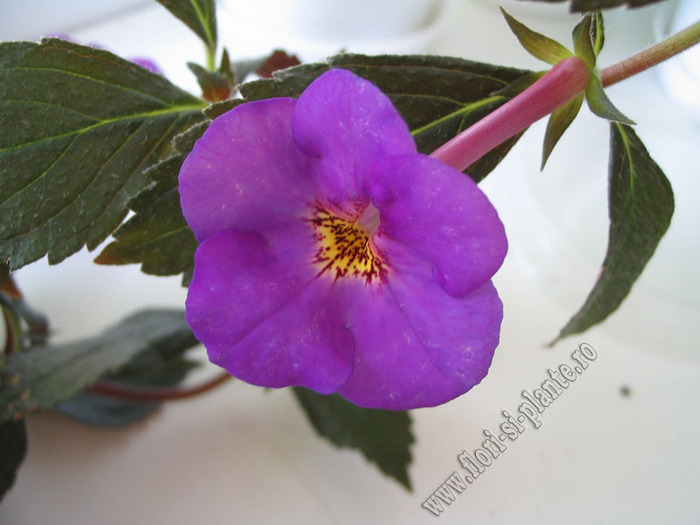 Achimenes New Fantasy 6 - ACHIMENES I