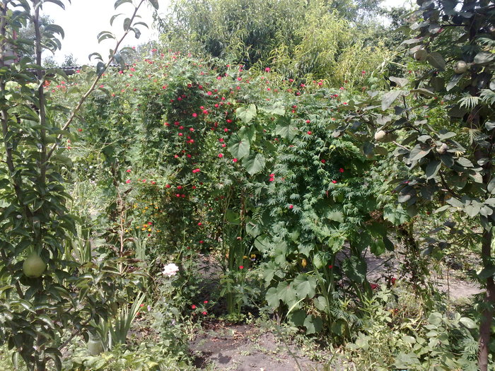 Cardinal Climber