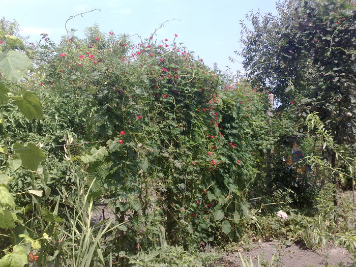 Cardinal Climber