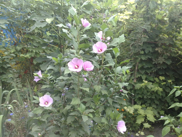 56 - Hibiscus Syriacus