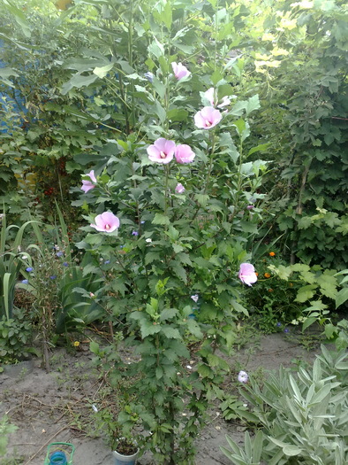 55 - Hibiscus Syriacus