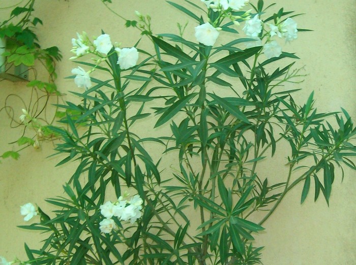 SANY2136 - flori