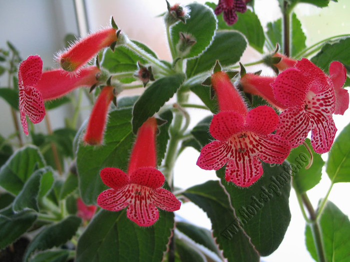 Kohleria Smaprickig rodvit 7
