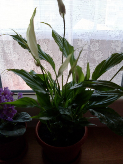 SDC13673; spathiphyllum(crinul pacii)
