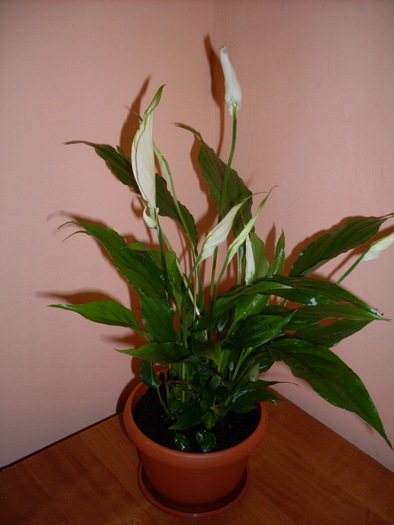 SDC13678; spathiphyllum(crinul pacii)
