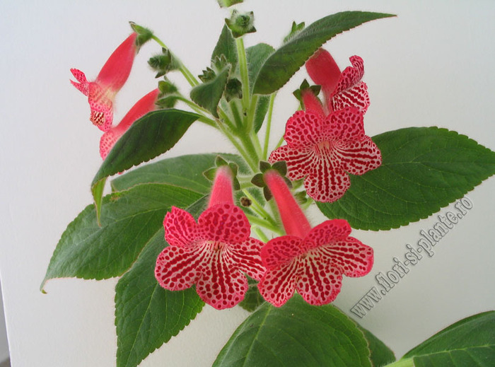 Kohleria Sunna 2