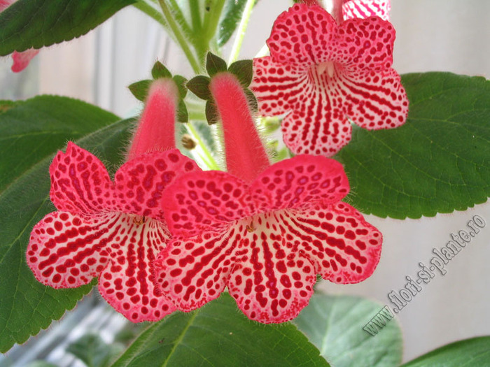 Kohleria Sunna 3