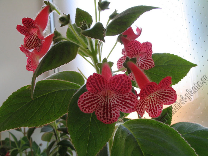 Kohleria Sunna 4