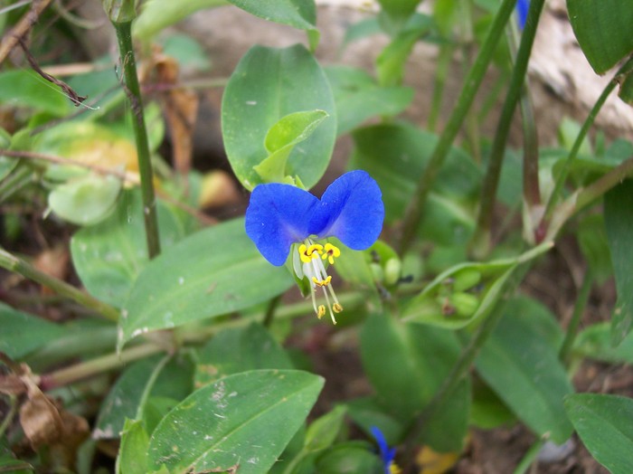 100_0972 - 2010 -b-vara