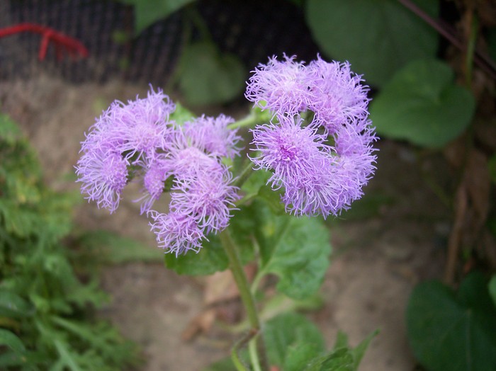 100_0973 - 2010 -b-vara