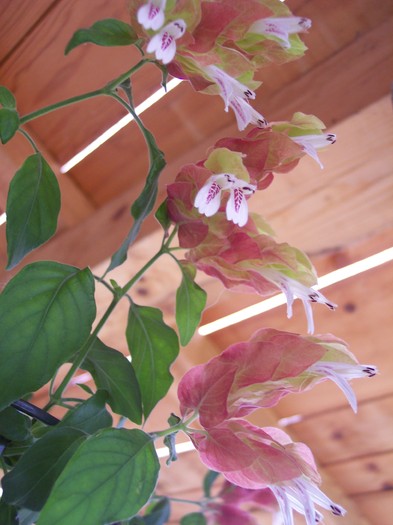 planta crevete - 2010 -b-vara