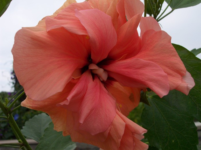 hibiscus piersica - 2010 -b-vara