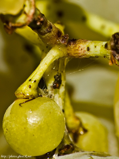 2007.10.05 - Grapes - close-up - DSCF2521_crop