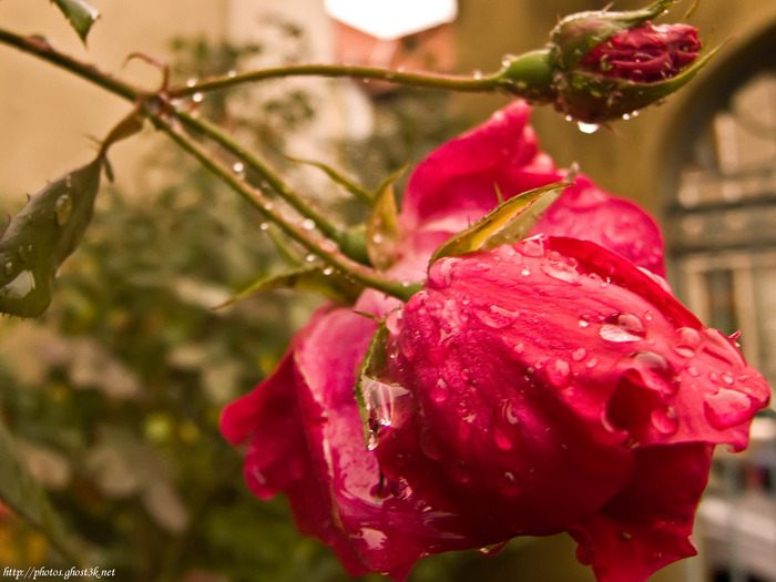 2007.10.23 - Rainy Rose - DSCF2898_crop