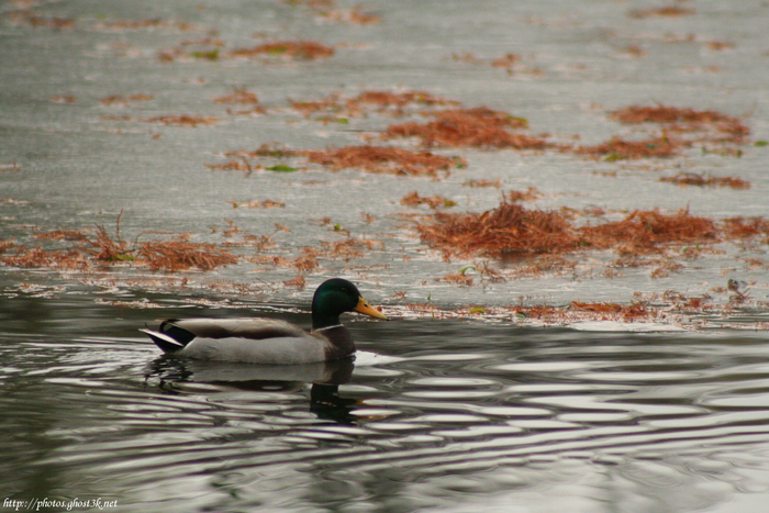 2008.11.30 - Ducky 3 - IMG_5165 - Photoblog 2008