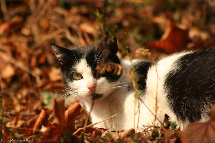 2008.12.04 - Animal Instinct - IMG_4854