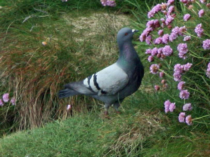 dove, rock 06-02b SCOT