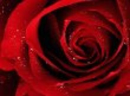 Trandafir_rosu_superb-3080 - trandafiri