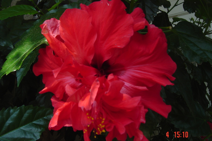 Picture 009 - 09-2012-HIBISCUS