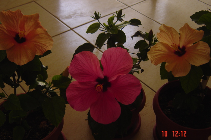 Picture 205 - 09-2012-HIBISCUS