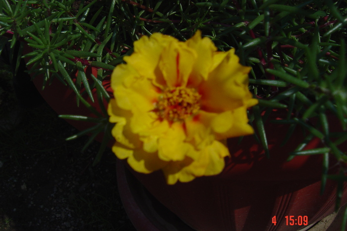 Picture 002 - PORTULACA